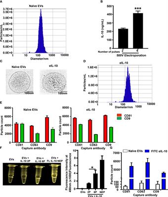 Extracellular Vesicles-mediated recombinant IL-10 protects against ascending infection-associated preterm birth by reducing fetal inflammatory response